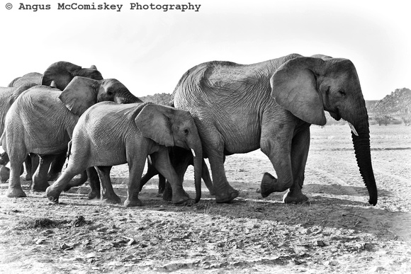 Desert adapted African elephants