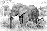 African elephant