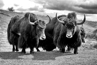 Shaggy haired yaks