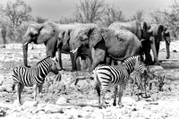 Burchell's zebras and African elephants