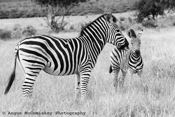 Burchell's zebras