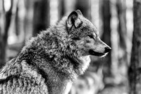 European grey wolf