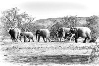 Desert adapted African elephants
